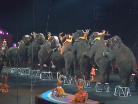 The circus elephants